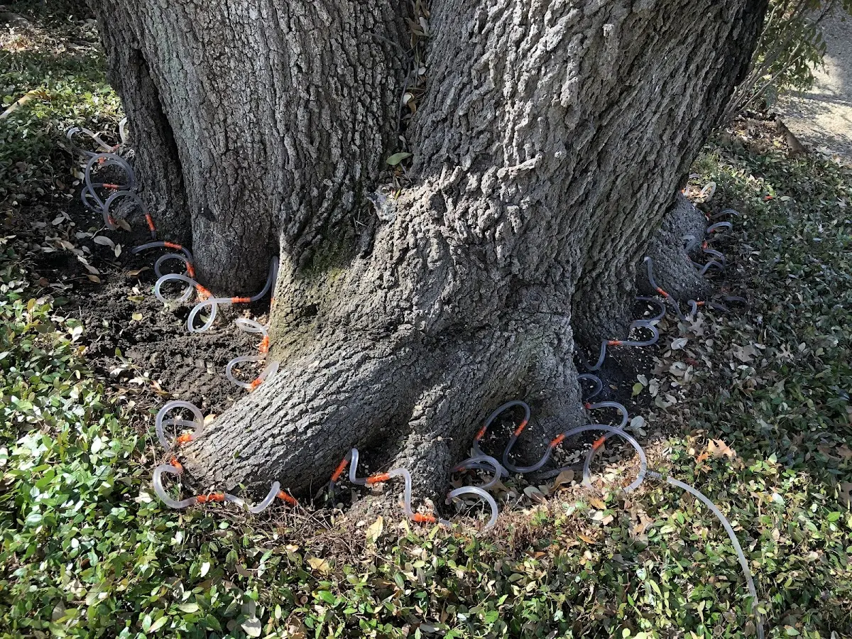 Detailed Tree Cabling and Bracing job site in Parkton